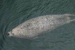 vild grå tätningar halichoerus grypus på de tysk norr hav kust foto