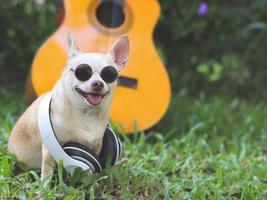 Lycklig brun kort hår chihuahua hund bär solglasögon och hörlurar runt om nacke, sittande med akustisk gitarr på grön gräs i de trädgård, leende . foto