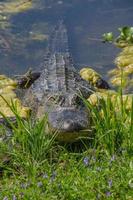 en frontal se av en vilar alligator på brazos böja stat parkera i texas. foto