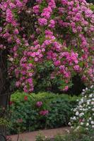 en klättrande reste sig täckt i rosa blooms den där omslag de trädgård väg. foto