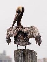 en brun pelikan, pelecanus occidentalis, putsar sig på en trä- posta i galveston bukt, texas. foto