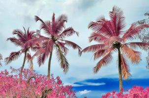 magisk fantasi infraröd skott av handflatan träd på de Seychellerna öar foto