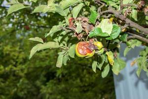 gren av ett äpple träd med rutten äpplen. problem med sjukdomar och skadedjur. organisk trädgårdsarbete och lantbruk foto