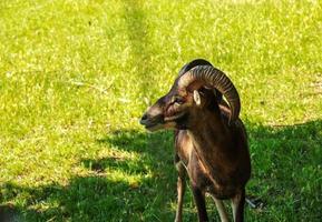 en söt lamm på en bakgrund av grön gräs i en Zoo i de stad av nitra i slovakien. foto