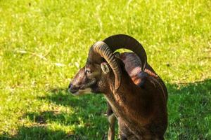 en söt lamm på en bakgrund av grön gräs i en Zoo i de stad av nitra i slovakien. foto