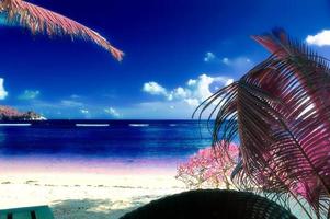 magisk fantasi infraröd skott av handflatan träd på de Seychellerna öar foto