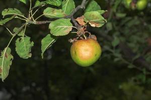 äpple träd gren med mogen saftig äpple. höst skörda i de trädgård. organisk trädgårdsarbete och lantbruk foto