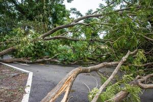 de träd var förstörd förbi de stormens intensitet foto