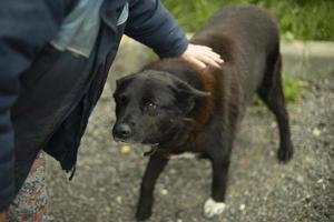 en man stroke en hund. de djur- förälskelser tillgivenhet. de kvinnas hand finputsning de ull. foto