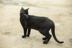 en svart katt på de gata. en herrelös katt på de trottoar. foto