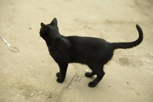 en svart katt på de gata. en herrelös katt på de trottoar. foto