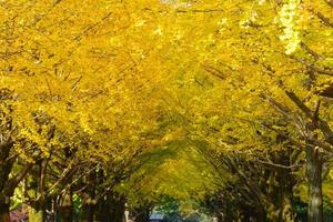 ginkgo trädkantade i hikarigaoka park i tokyo foto