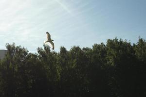 fiskmås flugor över träd. fågel i flyg. sommar liv av natur. foto