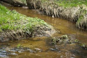 en ström i de skog. färsk vatten flöden genom en naturlig kanal. foto