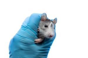en grå råtta på en veterinären utnämning. en hand i en blå handske innehar en råtta. råtta hälsa undersökning foto