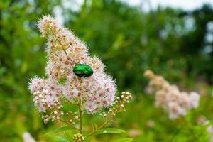 reste sig chafer - cetonia aurata - på blommor av spirea bumalda foto