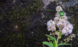 reste sig chafer - cetonia aurata - på blommor av spirea bumalda foto