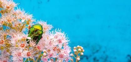 reste sig chafer - cetonia aurata - på blommor av spirea bumalda foto