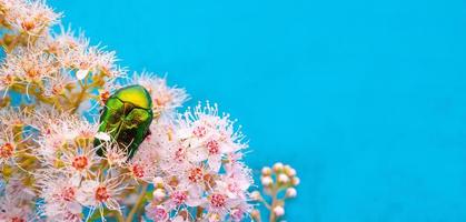 reste sig chafer - cetonia aurata - på blommor av spirea bumalda foto