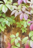 parthenocissus quinquefolia, känd som virginia kryp, victoria kryp, fembladiga murgröna. grön lövverk. naturlig bakgrund. foto
