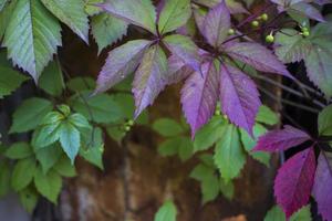 parthenocissus quinquefolia, känd som virginia kryp, victoria kryp, fembladiga murgröna. grön lövverk. naturlig bakgrund. foto