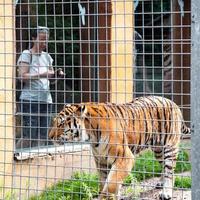 besökare i främre de tiger bur foto