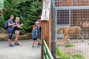 familj stående i Zoo och ser på tiger i bur foto
