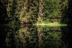 reflexion av träd på de tyst vatten yta av en sjö i de skog foto