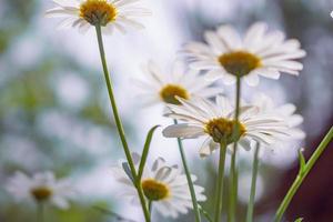 vackra vita kamomill daisy blommor fält på grön äng foto