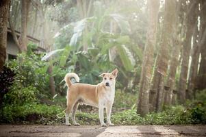 en hund stående på de skog i de morgon- foto
