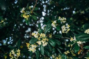 pittosporum tobira blommor och löv, stänga vinkel foto