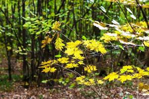 höst lönn löv upplyst förbi Sol i skog foto