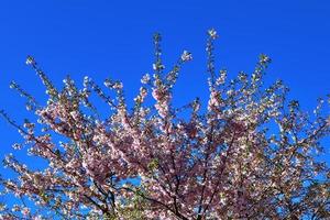 vackra körsbärs- och plommonträd som blommar under våren med färgglada blommor foto