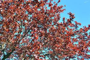 vackra körsbärs- och plommonträd som blommar under våren med färgglada blommor foto