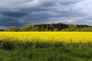 gul fält av blommande våldta och träd mot en blå himmel med moln, naturlig landskap bakgrund med kopia Plats, Tyskland Europa foto
