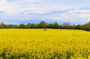 gul fält av blommande våldta och träd mot en blå himmel med moln, naturlig landskap bakgrund med kopia Plats, Tyskland Europa foto