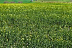 gul fält av blommande våldta och träd mot en blå himmel med moln, naturlig landskap bakgrund med kopia Plats, Tyskland Europa foto