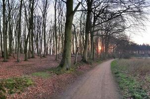 vacker utsikt in i en tät grön skog med starkt solljus som kastar djup skugga foto