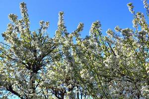 vackra körsbärs- och plommonträd som blommar under våren med färgglada blommor foto