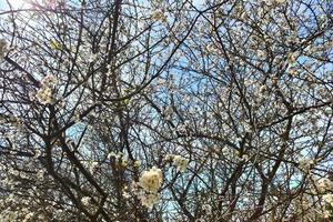 vackra körsbärs- och plommonträd som blommar under våren med färgglada blommor foto