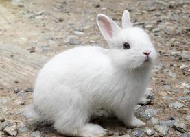 porträtt liten vit kanin på de jord foto