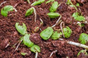 vriden klunga böna groddar eller parkia speciosa växande i jord blandad med kokos fiber foto