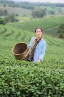 asien vacker kvinna som plockar teblad i plantage, livsstilskoncept foto