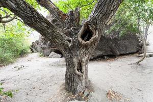 gammal valnöt träd i naturlig parkera dal av spöken foto