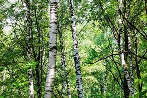 björk träd i grön skog på solig sommar dag foto