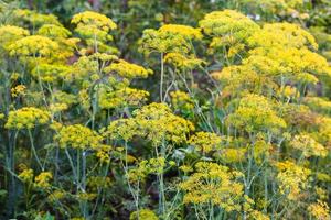 dill plantage i trädgård i sommar kväll foto