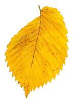 gul höst blad av alm träd isolerat på vit foto