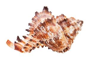trumpetsnäcka av brun muricidae mollusk isolerat foto