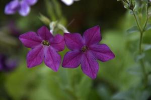 färgrik blommor av doftande tobak Nicotiana alata i de trädgård i sommar. skön tobak blommor i de kväll. foto