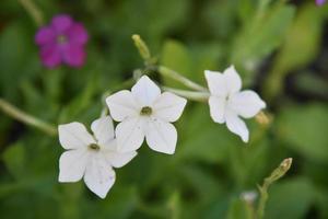 färgrik blommor av doftande tobak Nicotiana alata i de trädgård i sommar. skön tobak blommor i de kväll. foto